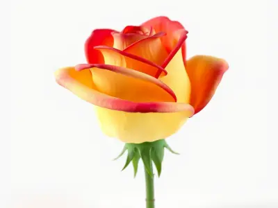 Rosa Bicolor Gradient Rose Flower model pack Low-poly 3D model