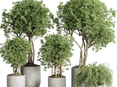 Collection indoor outdoor plant 430 plant tree vase  3D model