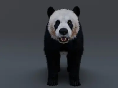 Panda Bear 3D model