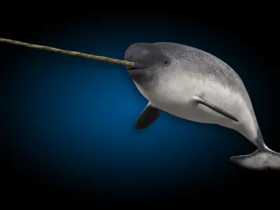 Narwhal 3D model