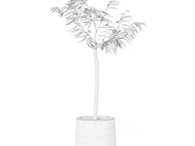 Small Tree 3D Model in Black Pot 3D model