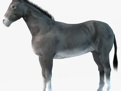 Donkey two donkeys 3D model