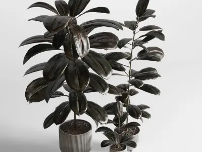 Ficus rubbery plant in concrete dirt vase 3D model
