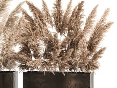 Bouquet Of Dry Reeds and pampas grass  In A Rusty Pots 3D model