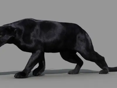 Panther-animations panther 3D model