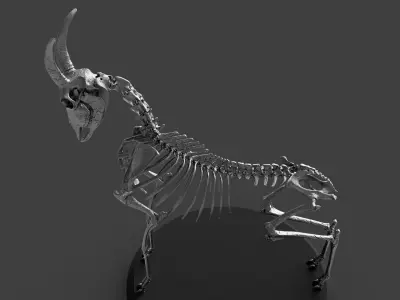 Goat Skeleton Concept Art Model 3D model
