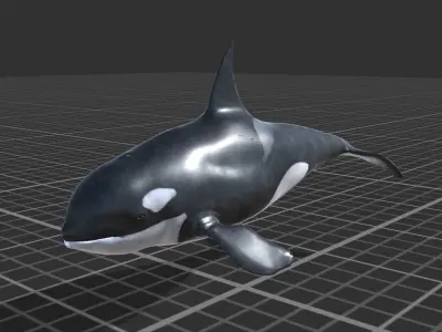Killer Whale Low-poly 3D model