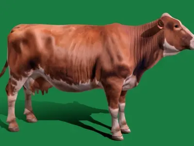 Red Angus Beef Cattle 3D model
