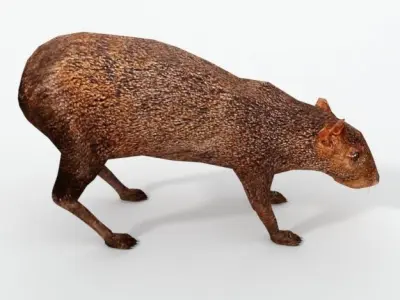 Dasyprocta punctata Low-poly 3D model