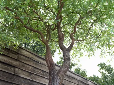 Salix matsudana Tortuosa - Corkscrew Willow 3D model