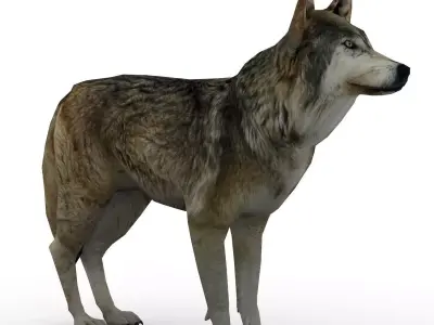 Timber Wolf Animated Low-poly 3D model