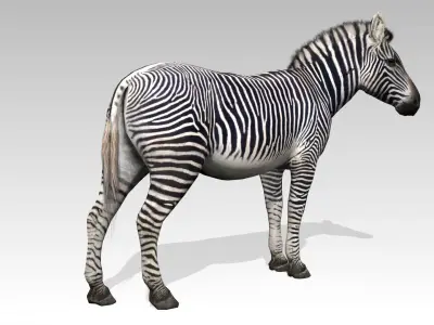 Zebra Animated Low-poly 3D model