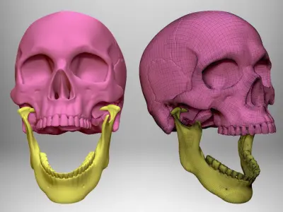 Skull articulated 3D print model