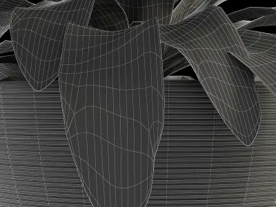 Exotic Plants Dracaena Flower 3D model