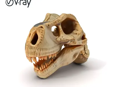 Tyrannosaurus Skull Model Pack Low-poly 3D model