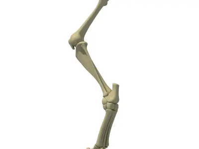 Mammal Animal Leg Bones 3D model