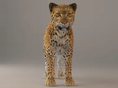 Leopard Fur model 3D model