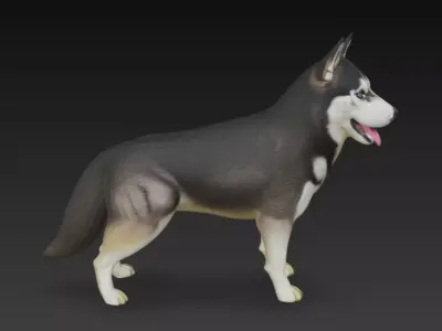 Siberian Husky Dog 3D Model 3D model