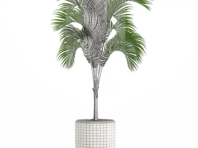 Decorative palm in a white flowerpot 516 3D model