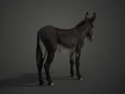 Donkey Summer with 2 Animations  VFX Grace 3D model