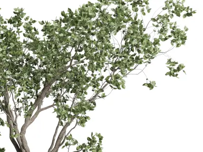 Stand plant in box garden indoor plant 130 3D model