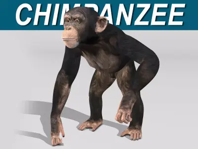 Chimpanzee 3D model