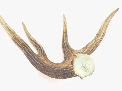 Antler deer Low-poly 3D model