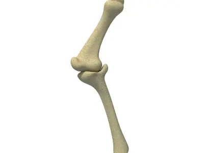 Bones of Animal Leg  3D model
