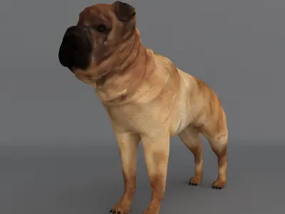  Ori Pei Dog 3D model