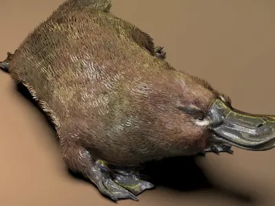 Platypus  3D model