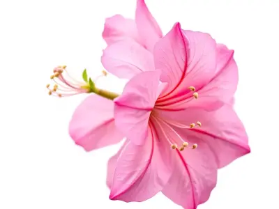 Pink Hibiscus model pack Low-poly 3D model