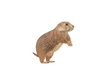 Prairie Dog Low-poly 3D model