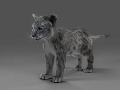 Fur Baby Snow Leopard Rigged in Blender  Low-poly 3D model