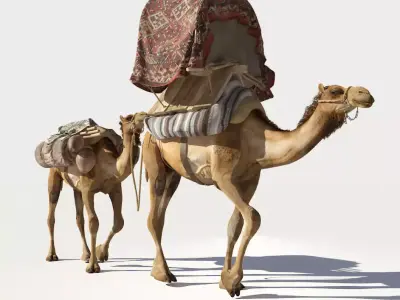 Camel camels 3D model