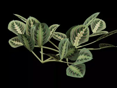 Maranta Prayer Plant Low-poly 3D model