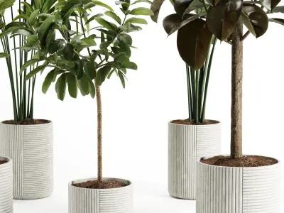 Indoor Plant-Set003 3D model