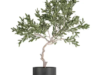 Decorative olive tree in a black flowerpots 734 3D model