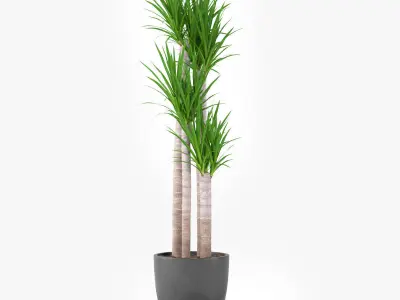Yucca Elephantipes Potted Plant - Palm Tree 3D model