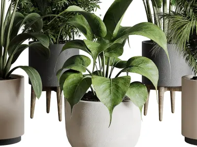 indoor plant 196 plant ficus rubbery palm ravenala bamboo 3D model