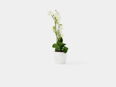 Phalaenopsis hybrid Wild White Low-poly 3D model