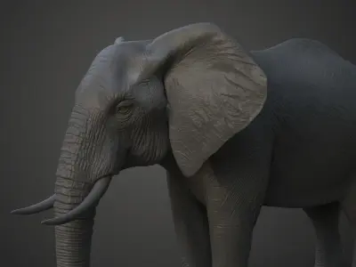 African Elephant Model 3D model