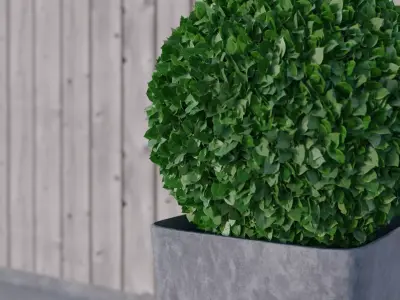 Highly Detailed Box Plant Free 3D model