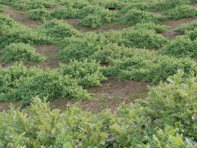 Juniperus procumbens - Garden Juniper 01 Low-poly 3D model