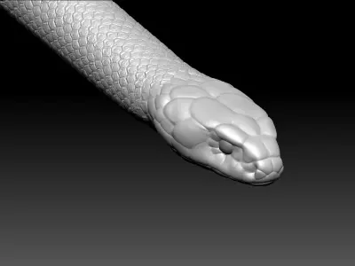 Cobra Zbrush Model 3D model