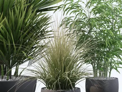 Plants collection 080 3D model