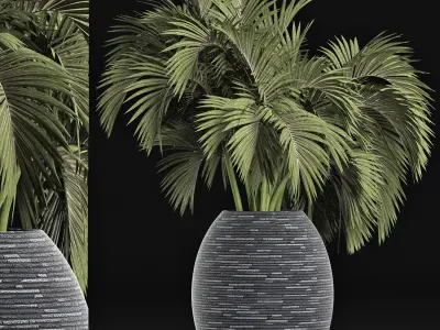 Plants Collection 188 Palm 3D model