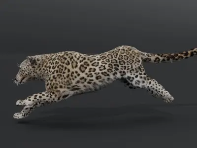 Leopard Animated Low-poly 3D model