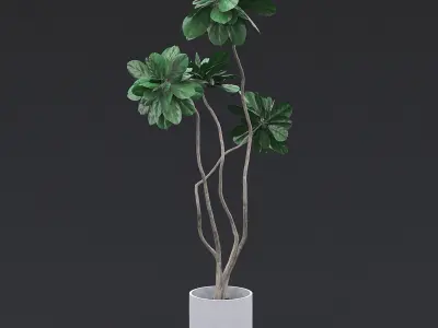 Fiddle Fig Tree II 3D model