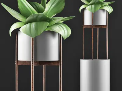 Plants Collection 85 3D model
