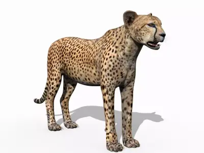  Most Real Cheetah - 8k - 3d animated 3D model